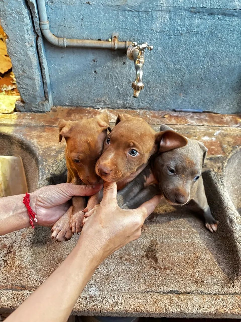 Vendo pitbull  - Foto 5