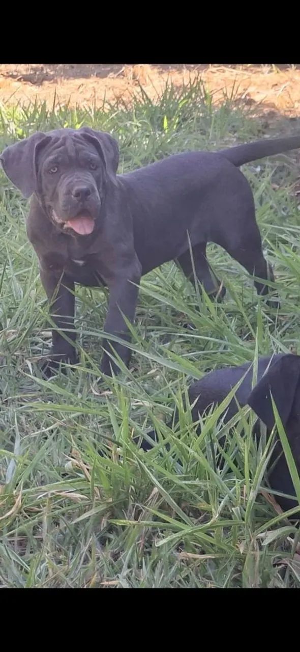 Cane Corso CBKC - 2 meses - Foto 2