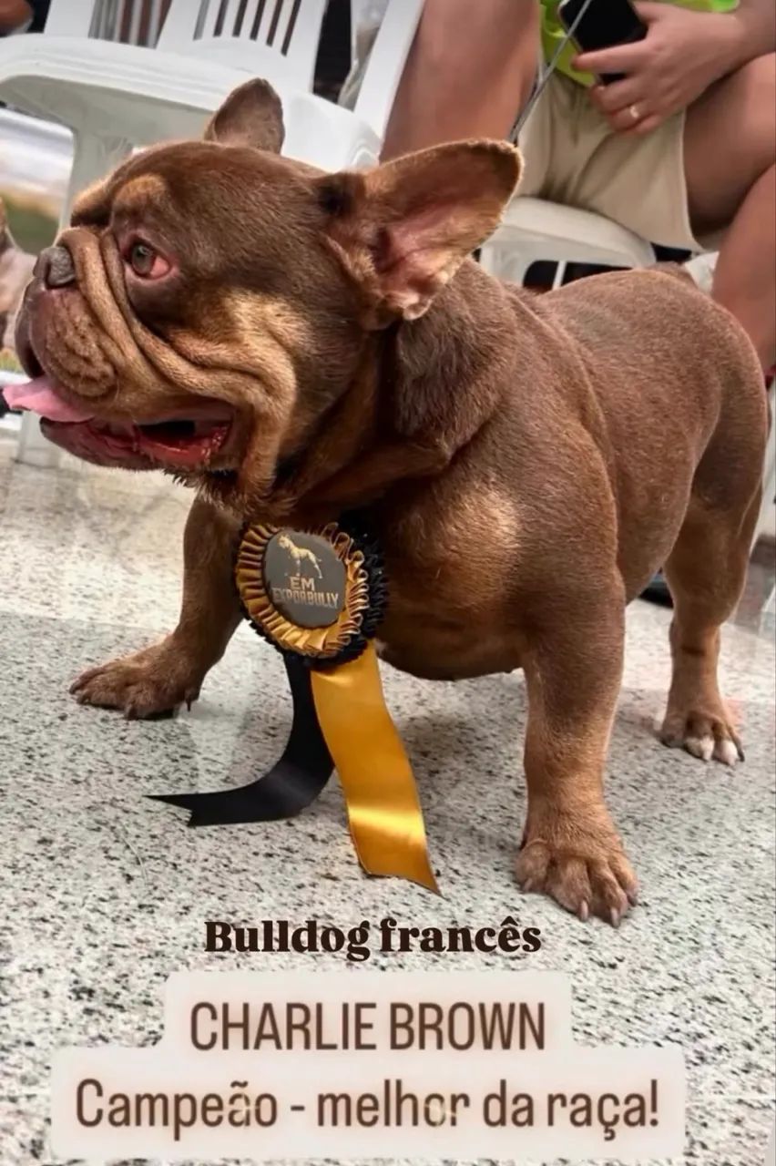 Buldogue Francês reprodutor #oportunidade - Foto 5