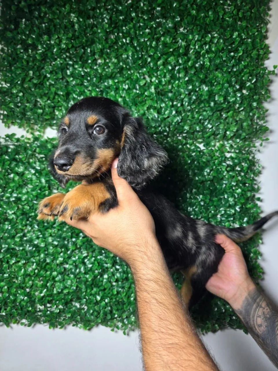 Dachshund com beleza única - Foto 2