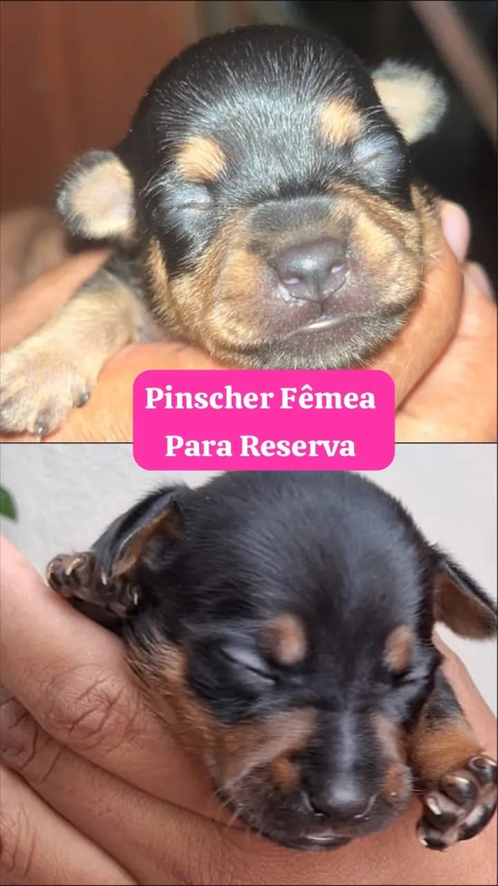 Pinscher Macho e Fêmeas Zero