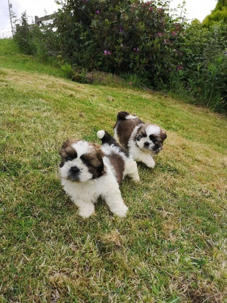 Filhotes de Shih Tzu | Pequenos e encantadores demais