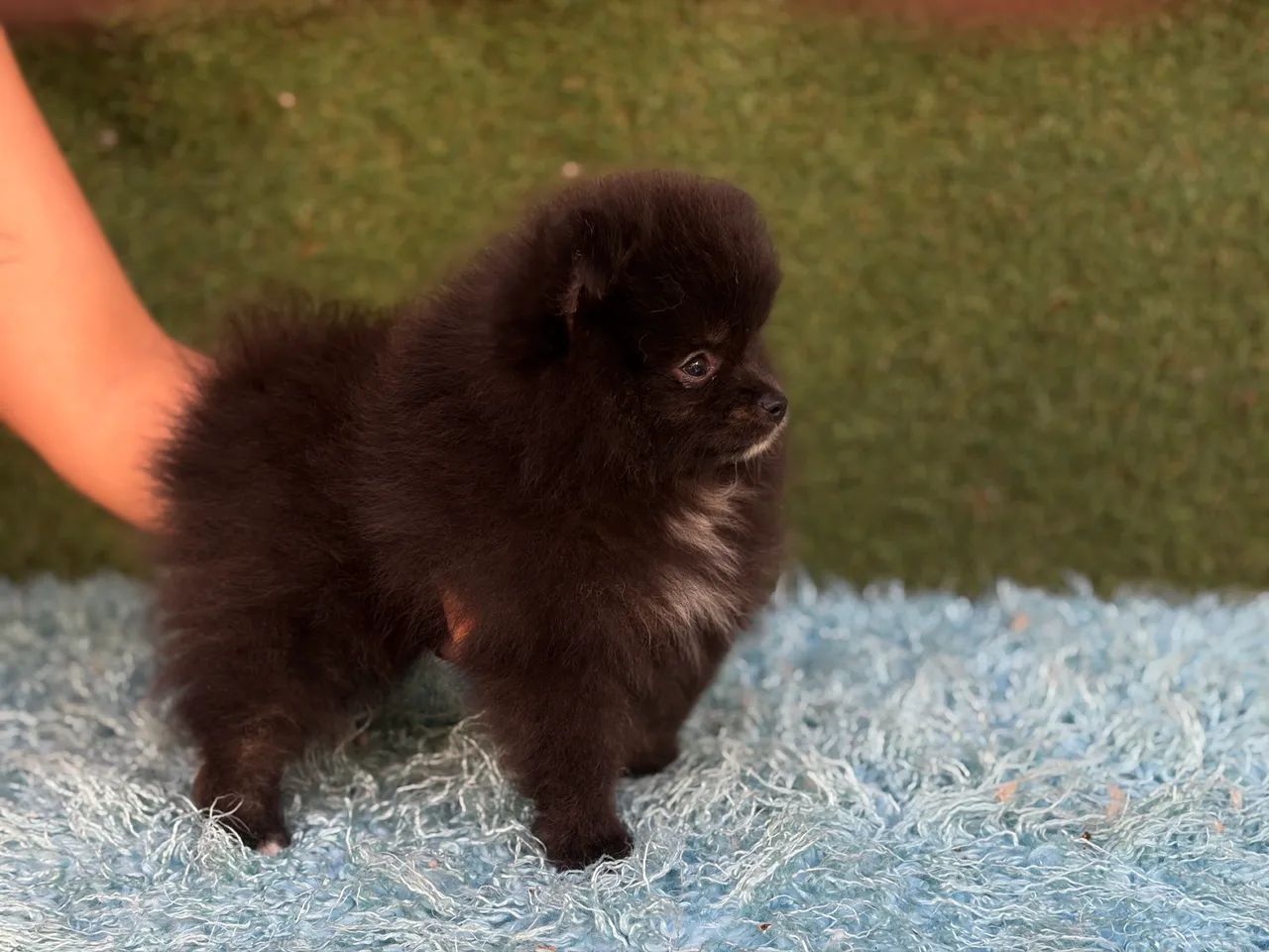 Spitz alemão  - Foto 2