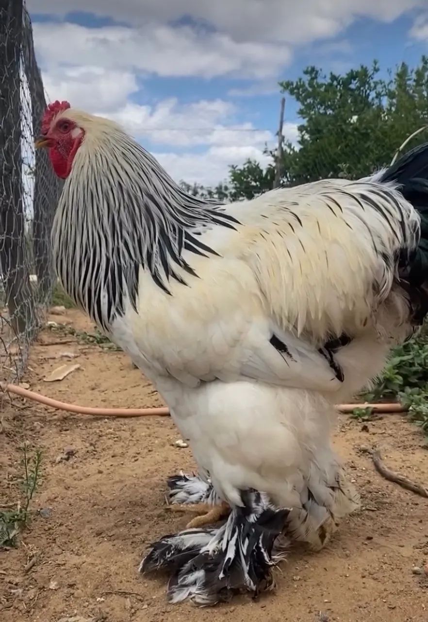 Galinha GSB sertaneja  balão  - Foto 4