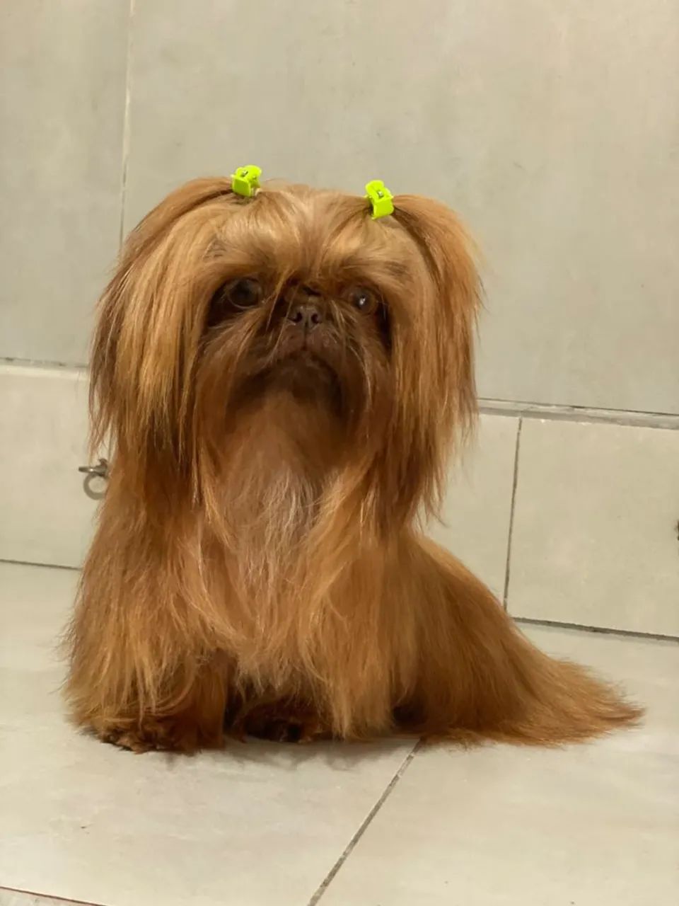 Shihtzu - Foto 3