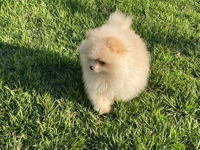 Spitz Anâo Ursinho Com Pedigree. - Foto 3