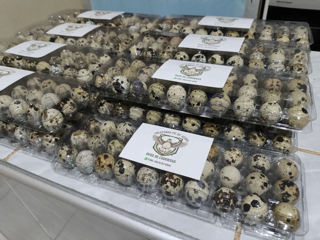 Ovos de codornas frescos direto do produtor  - Foto 5