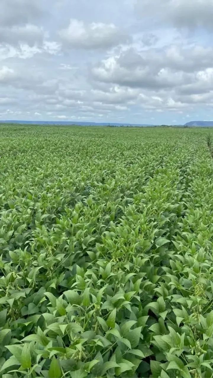 fazenda de 960 alqueirão, 3000 mil ha de lavoura, - Foto 3