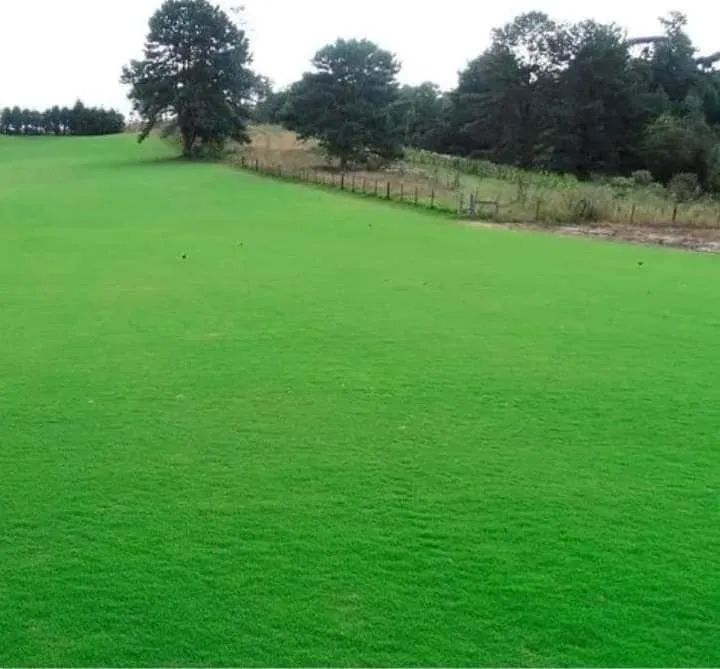 R & A GRAMA BERMUDA 