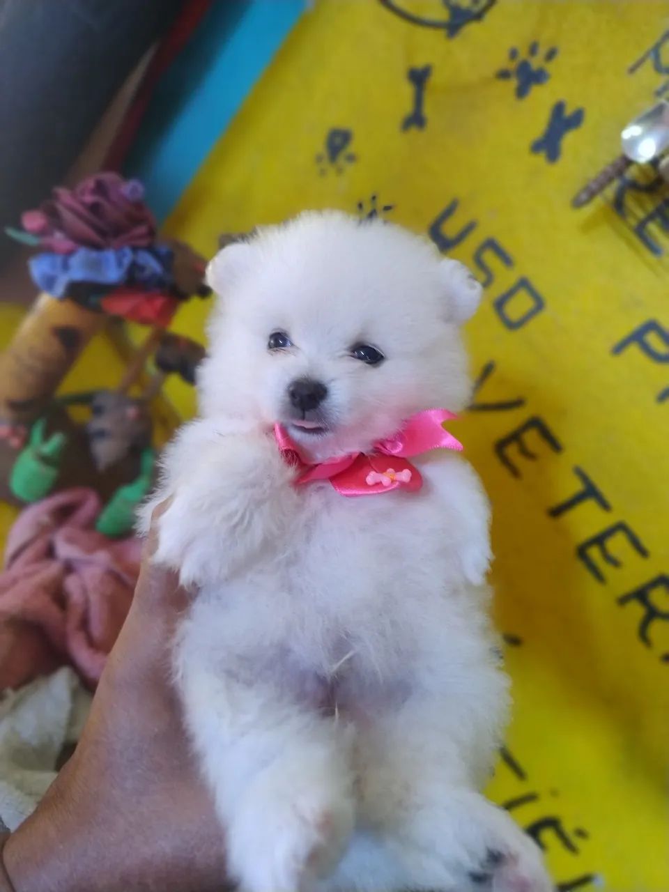  spitz alemão