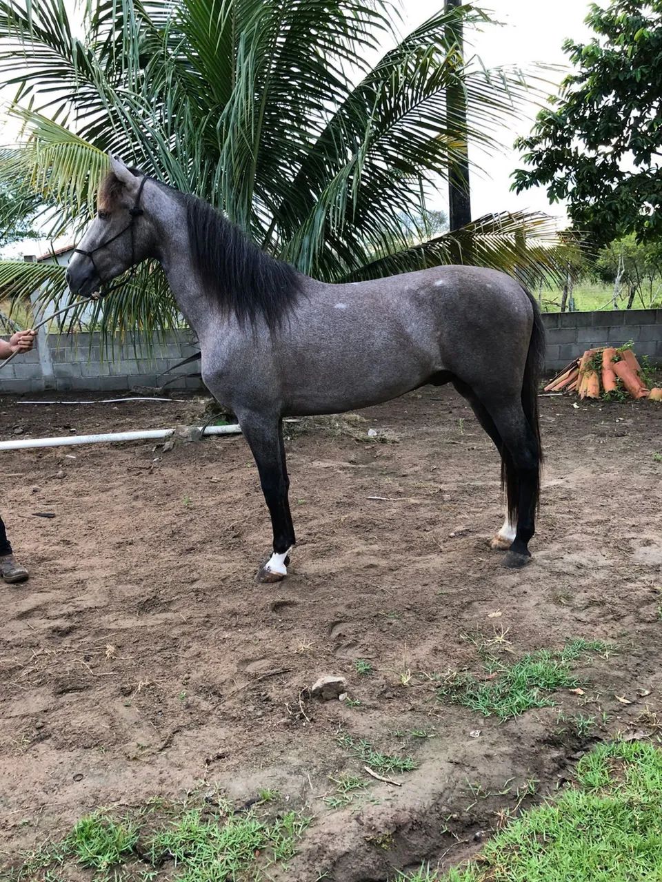 Potro registrado com potencial de pista oportunidade 