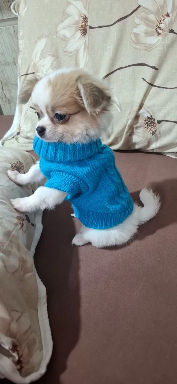  Ultimo Macho de chihuahua  bem mini - Foto 5