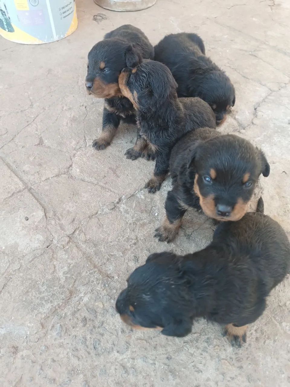 Rottweiler  - Foto 2