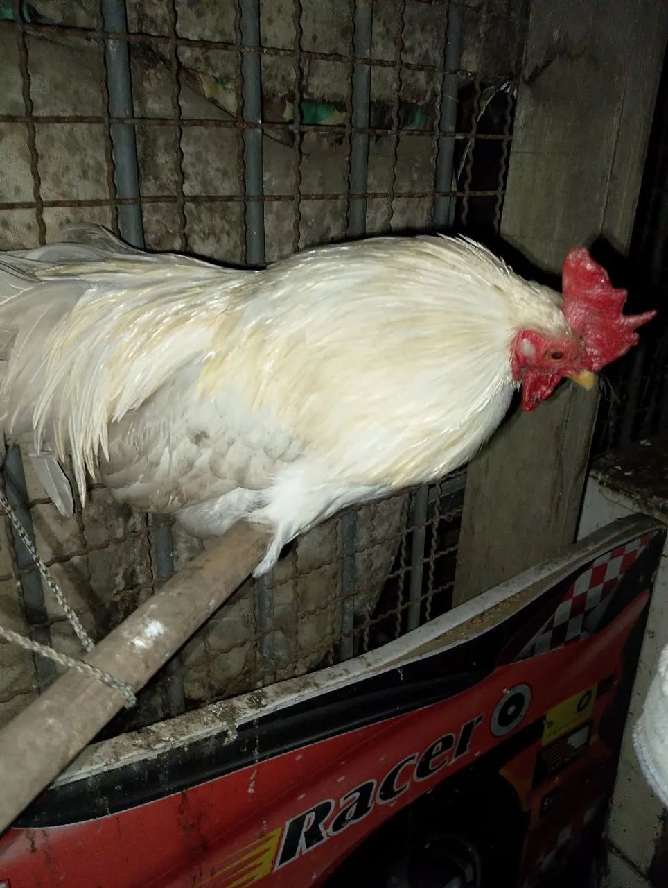 Animais  - Foto 2