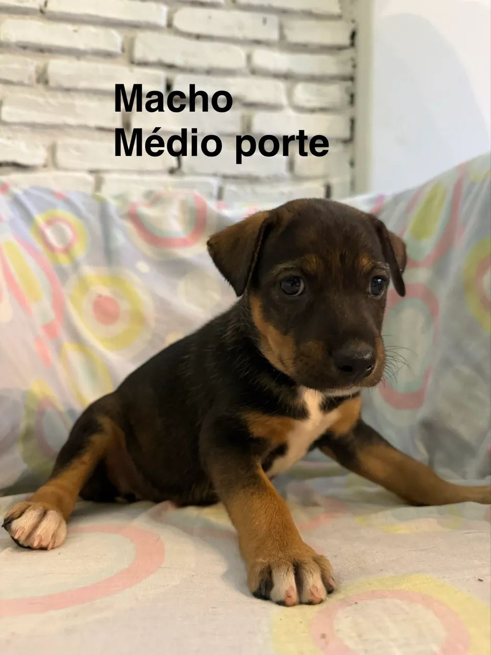 Adoção responsável  - Foto 3