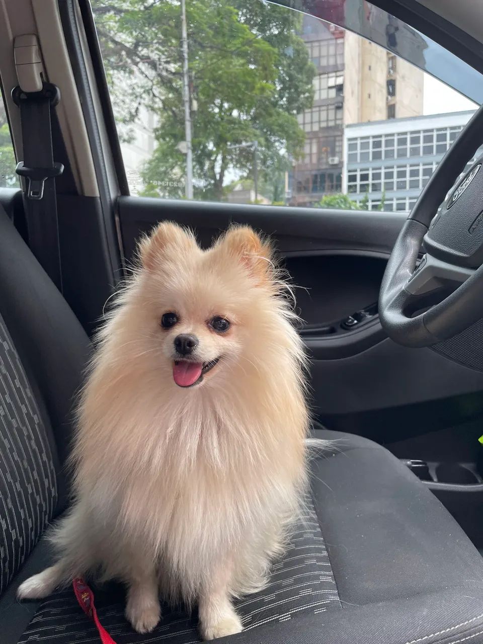 Spitz ANÃO lulu da pomerania 