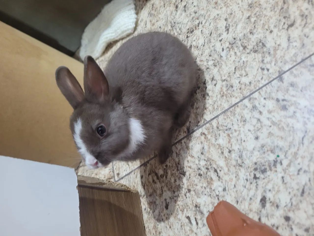  Coelho Netherland Dwarf - Foto 2