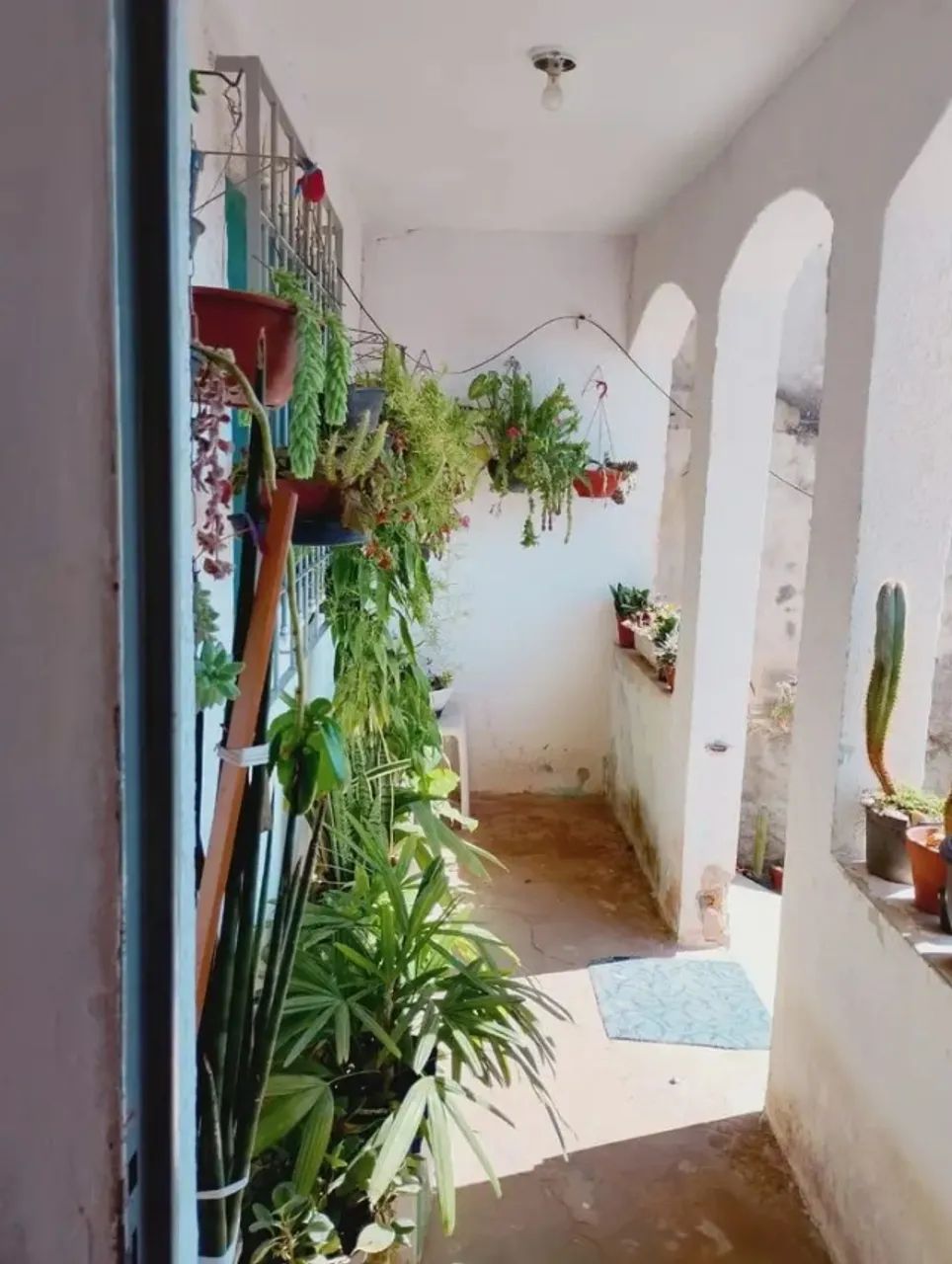 Foto - Jundiaí - Tulipas