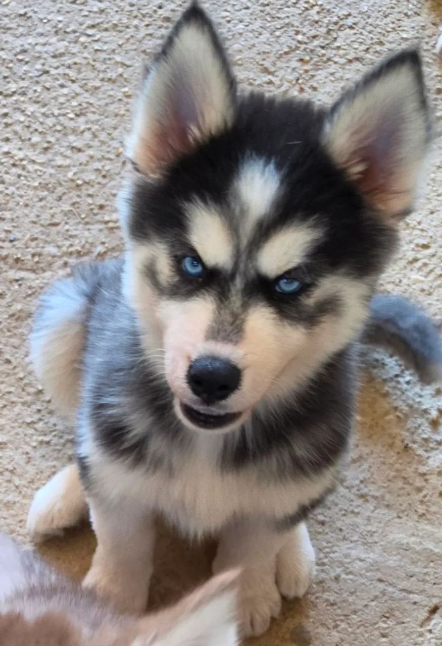 FILHOTES DE HUSKY SIBERIANO LINDOS E PUROS - Foto 3