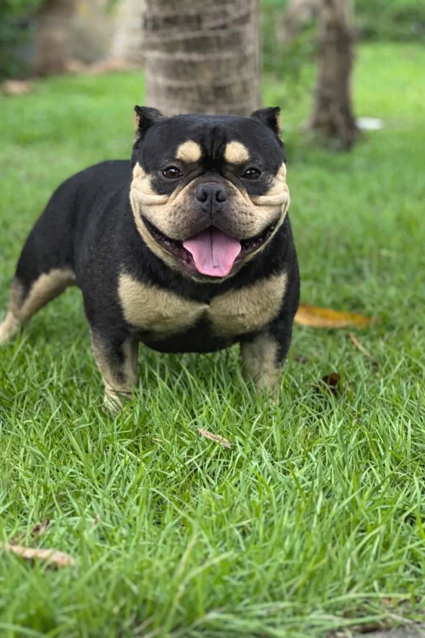 Padreador Exotic  Bully Micro a Venda - Foto 2