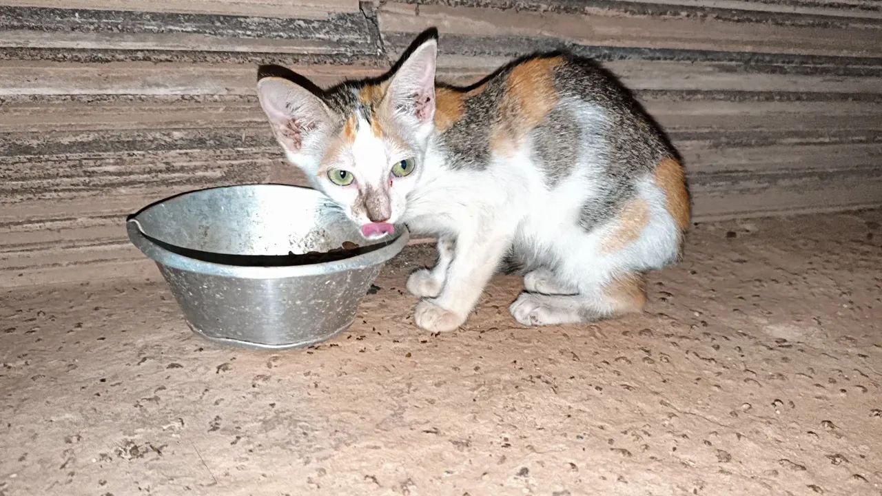 Doação de gatinhos - Foto 3