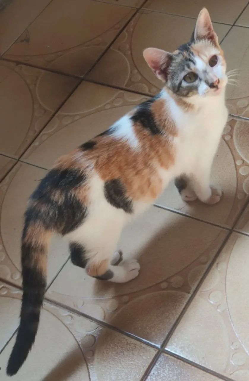 Gatinha castrada - Foto 2