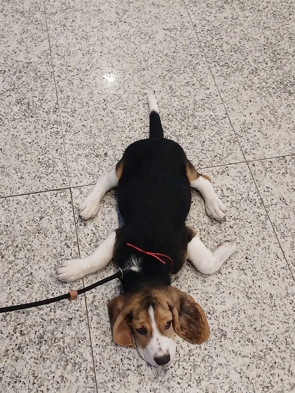 Beagle FILHOTE