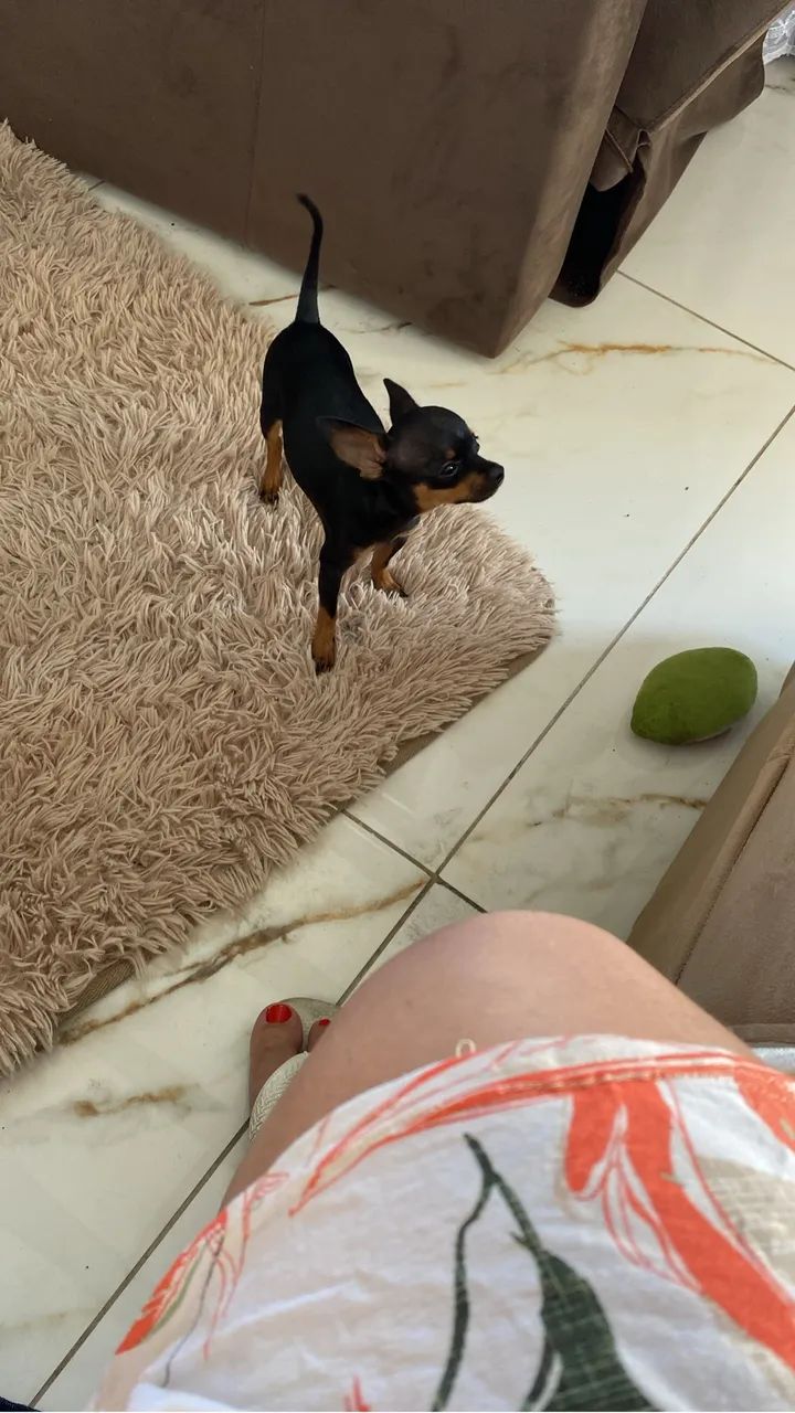 Pincher 0 - Foto 2