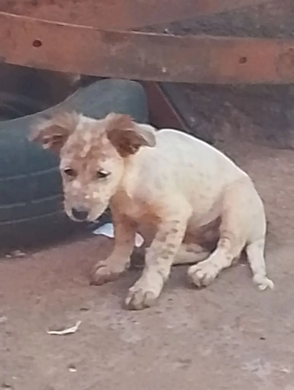 Doação de cachorros - Foto 2