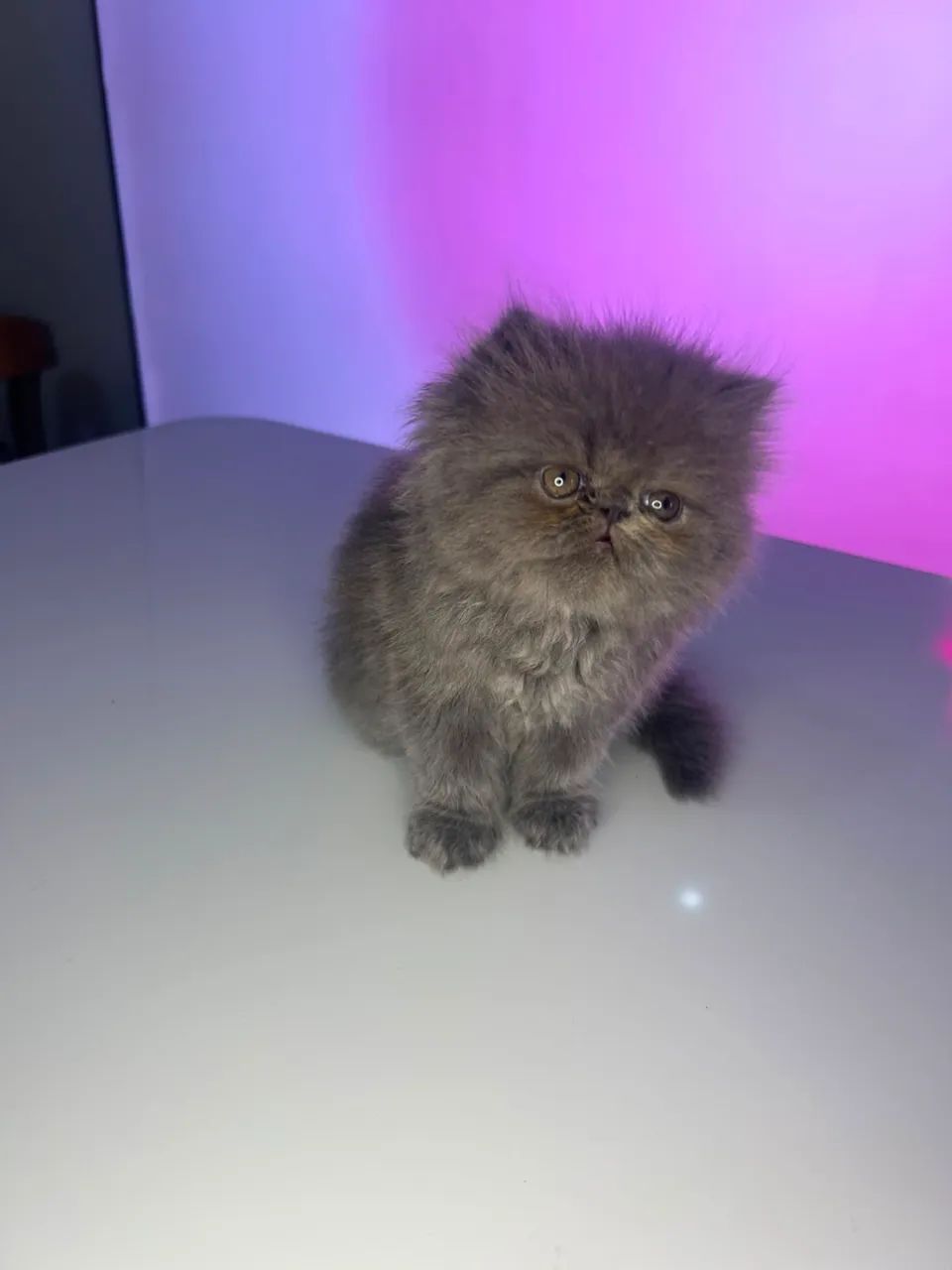 Gato Persa Macho - Foto 3