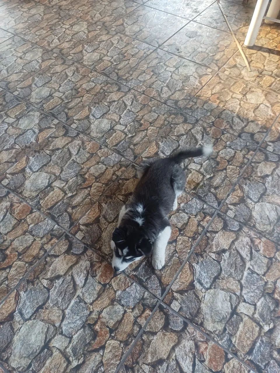 Husky siberiano  - Foto 4