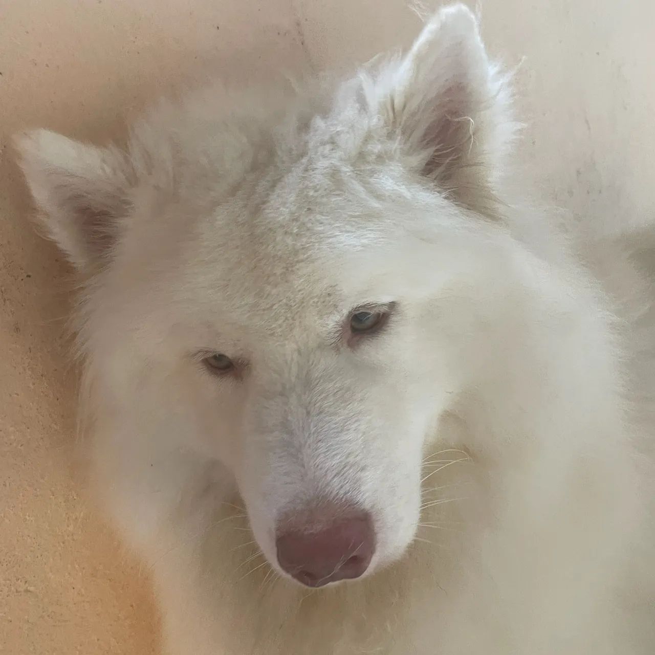 Husky Siberiano macho para reprodução  - Foto 3