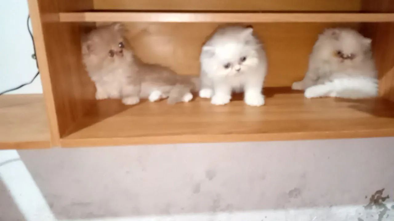 Gato persa