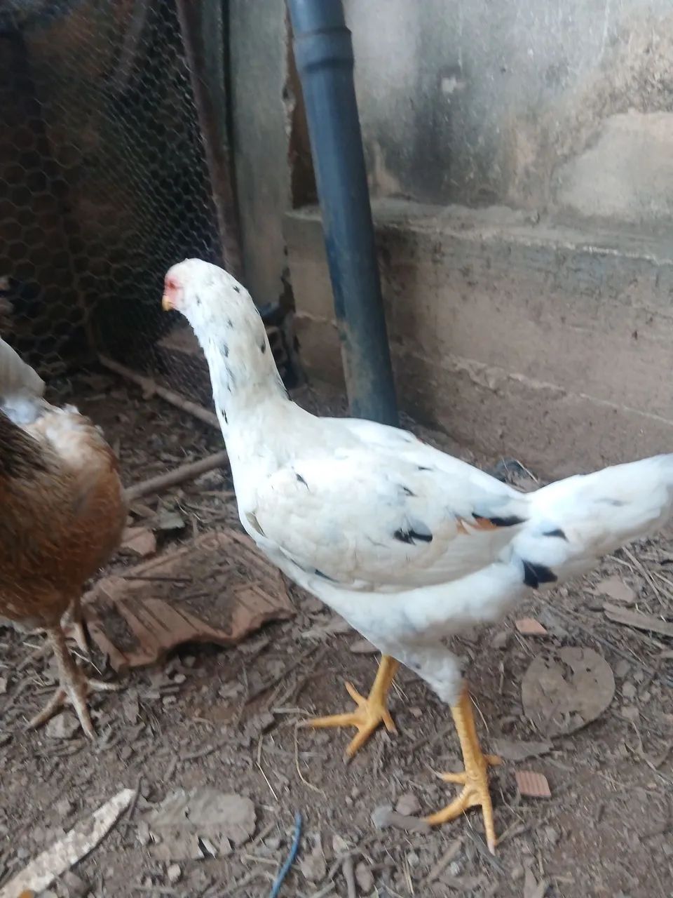 Franga caipira  - Foto 4