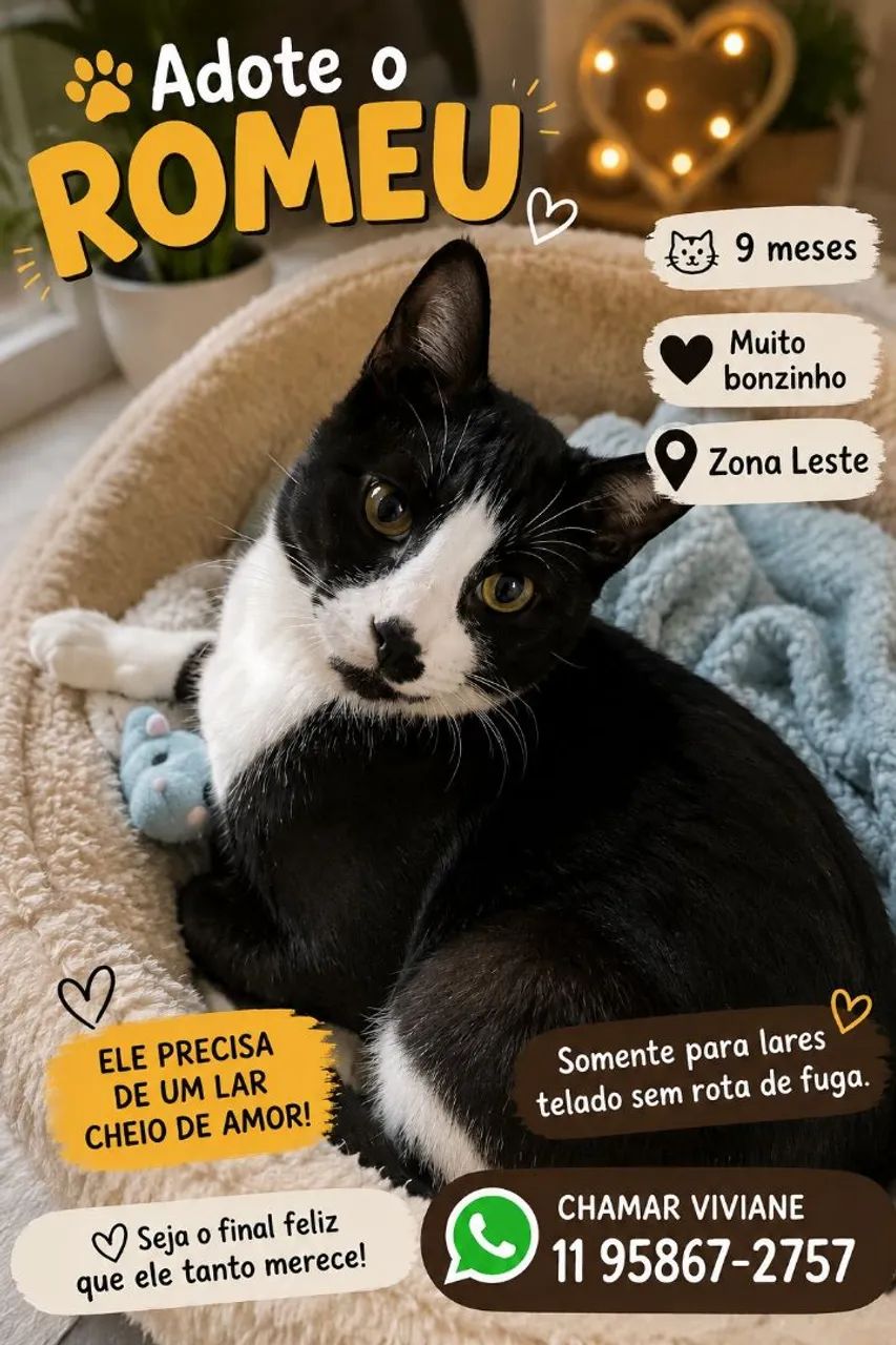 Gatinhos doação 