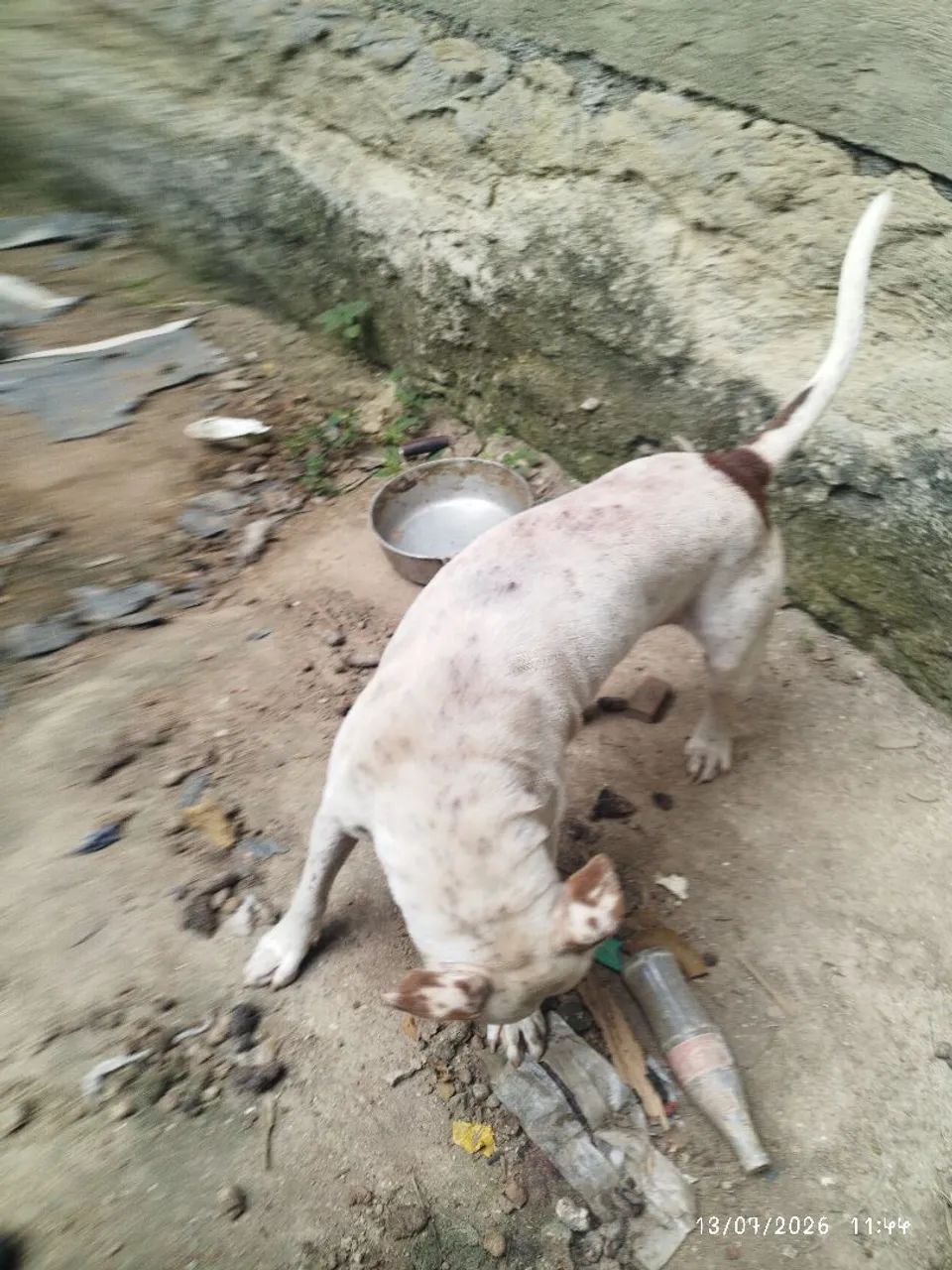 Doa se cão macho Pit Bull  - Foto 5