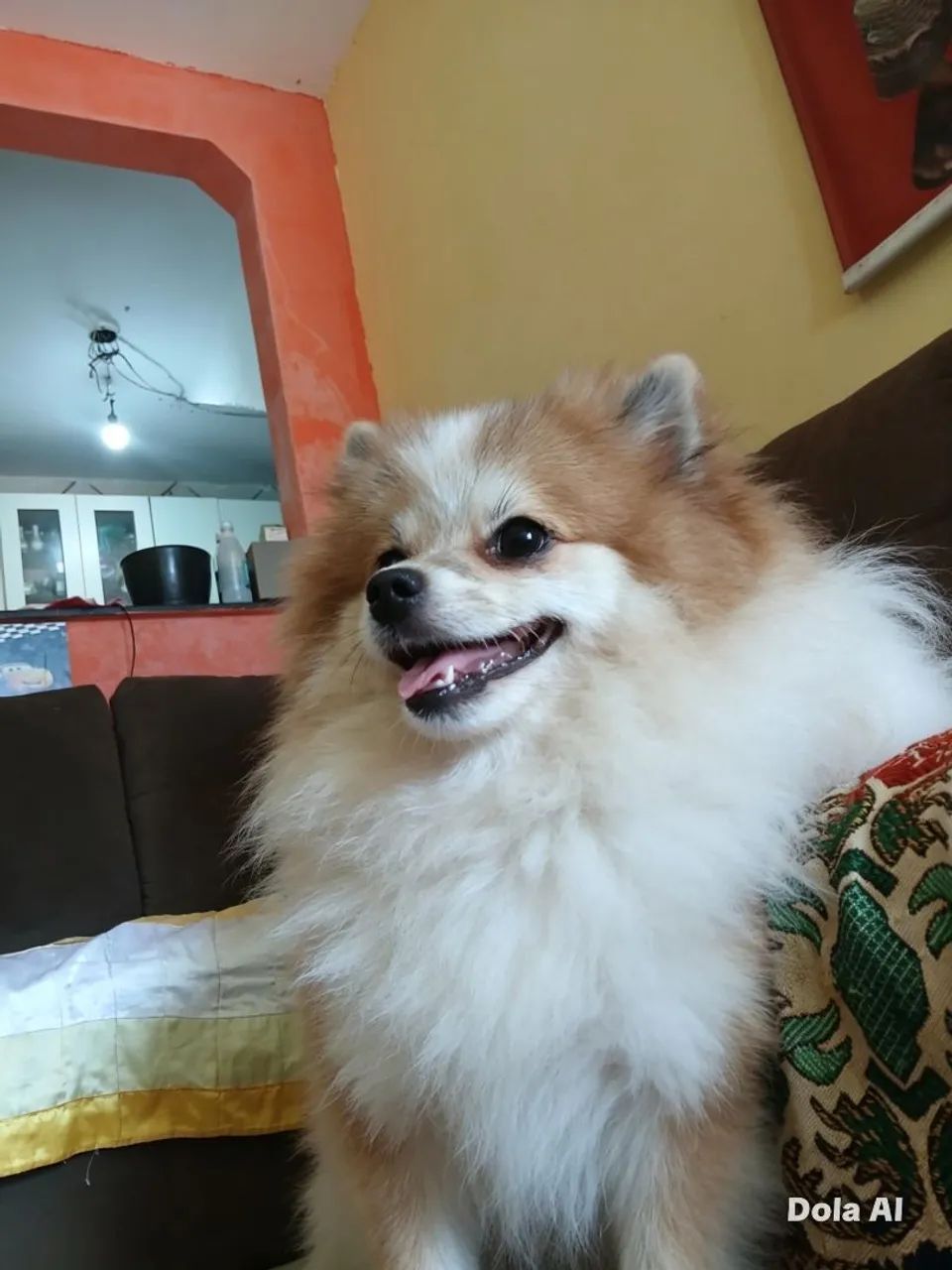 Vendo Lulu da pomerania  - Foto 3