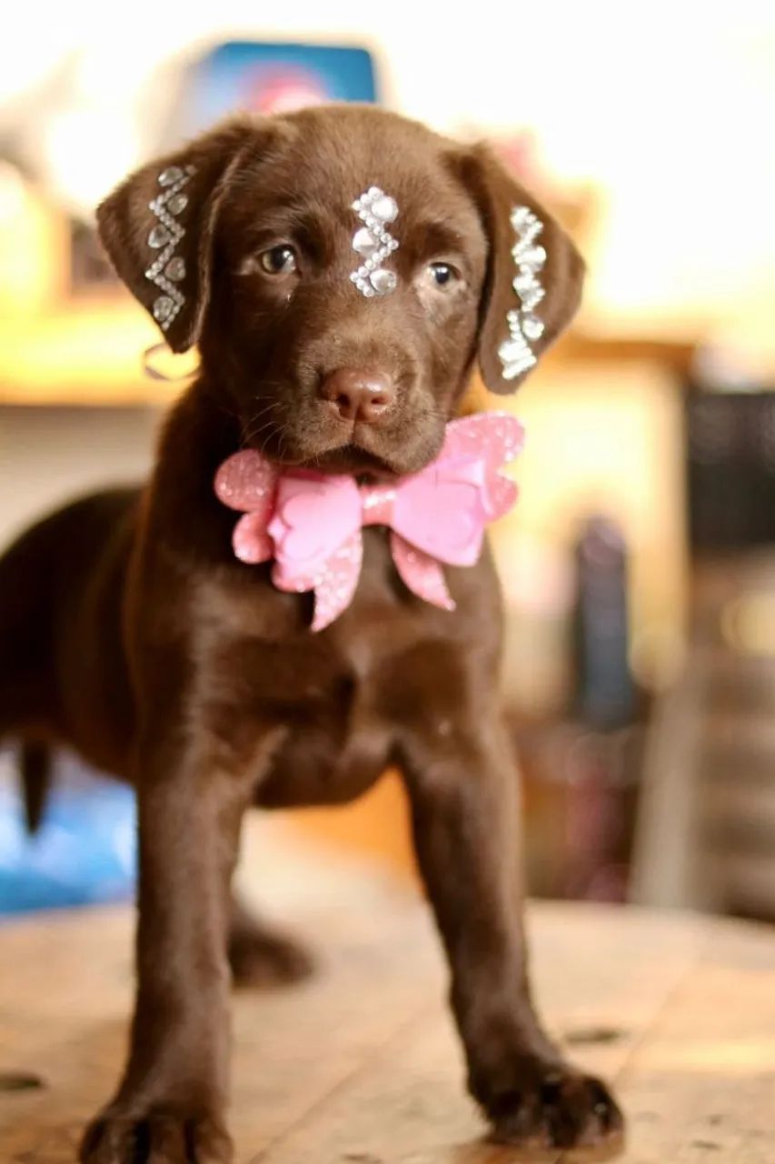 LABRADOR  PARCELAMOS  - Foto 2