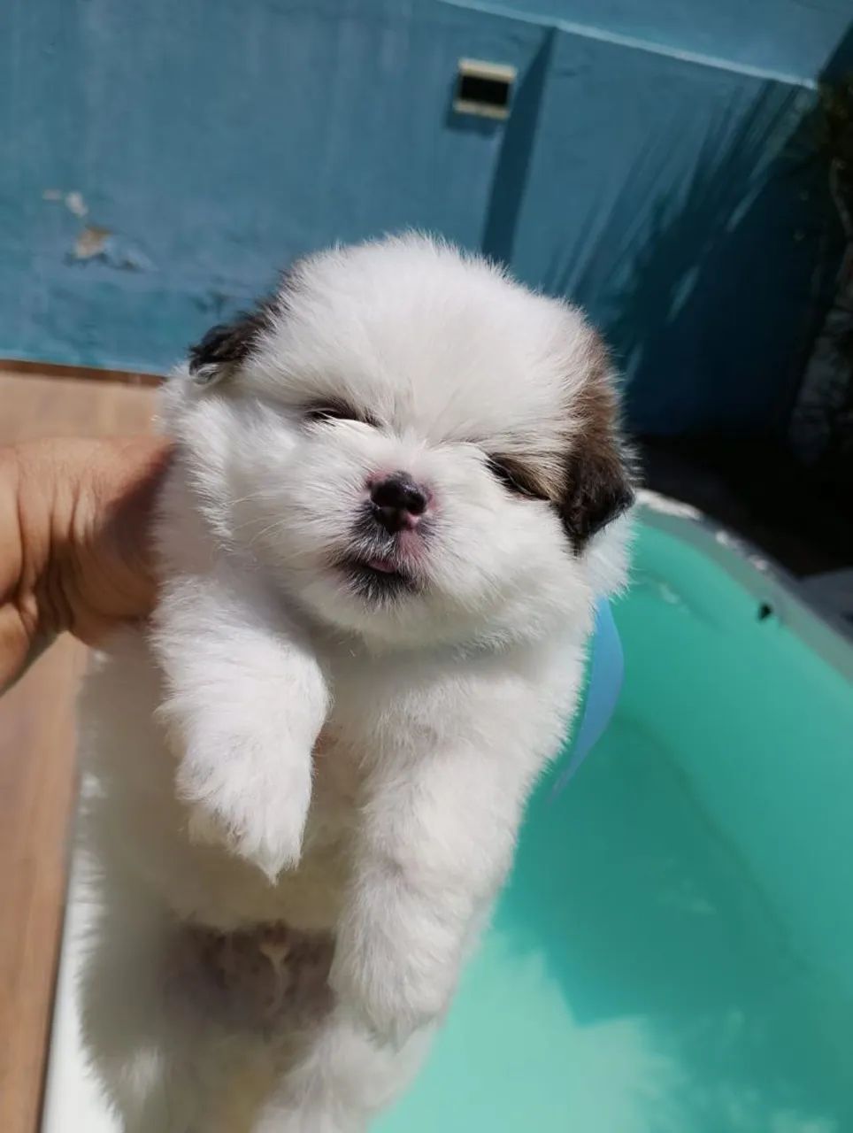 Shih Tzu macho  - Foto 4