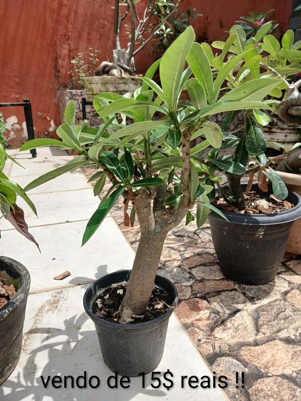 Plantas do deserto  - Foto 2