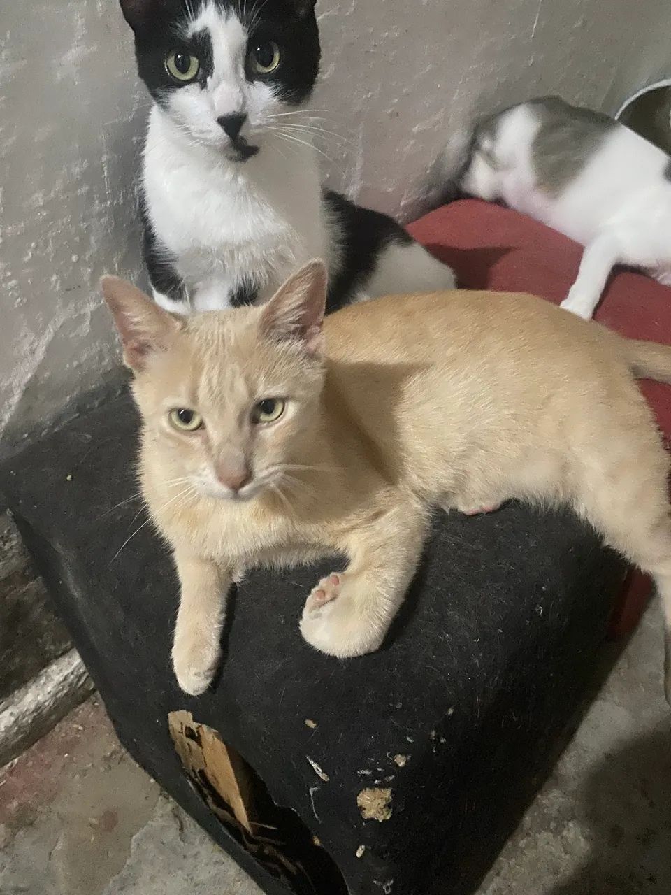 Adote um gatinho - Foto 5