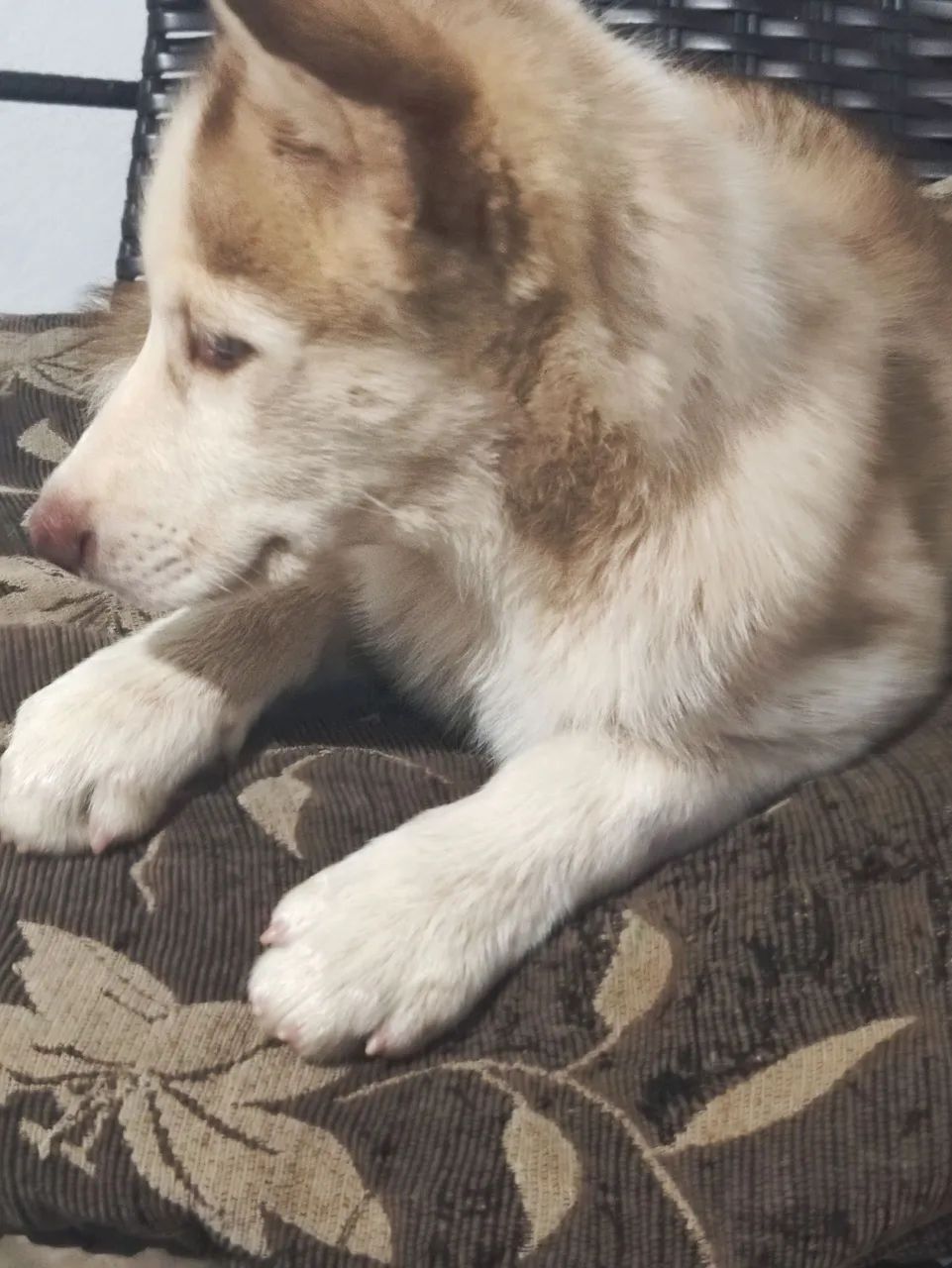 Husky Siberiano  - Foto 2