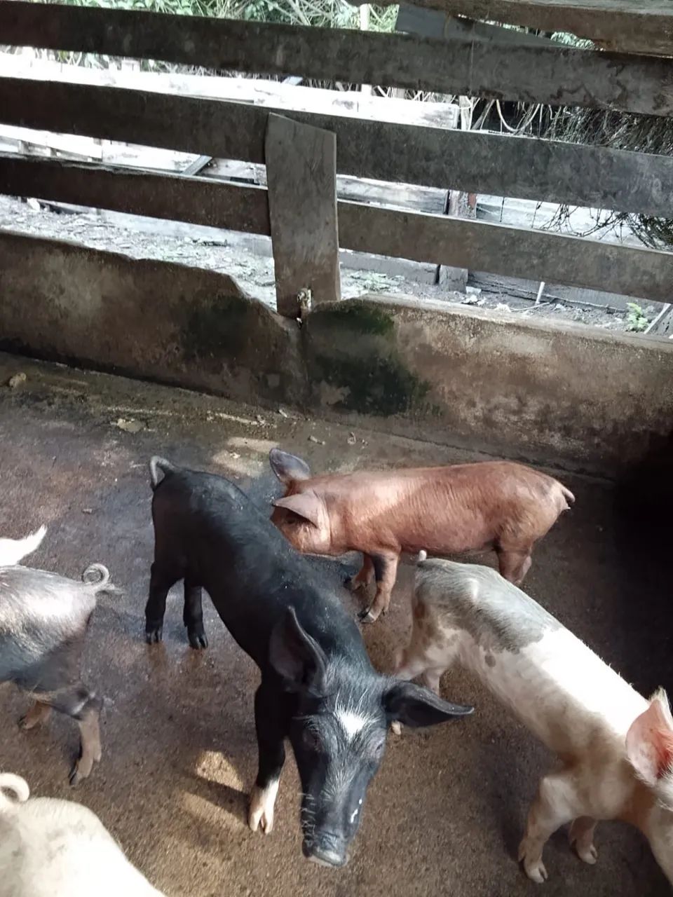 Vende-se  - Foto 4