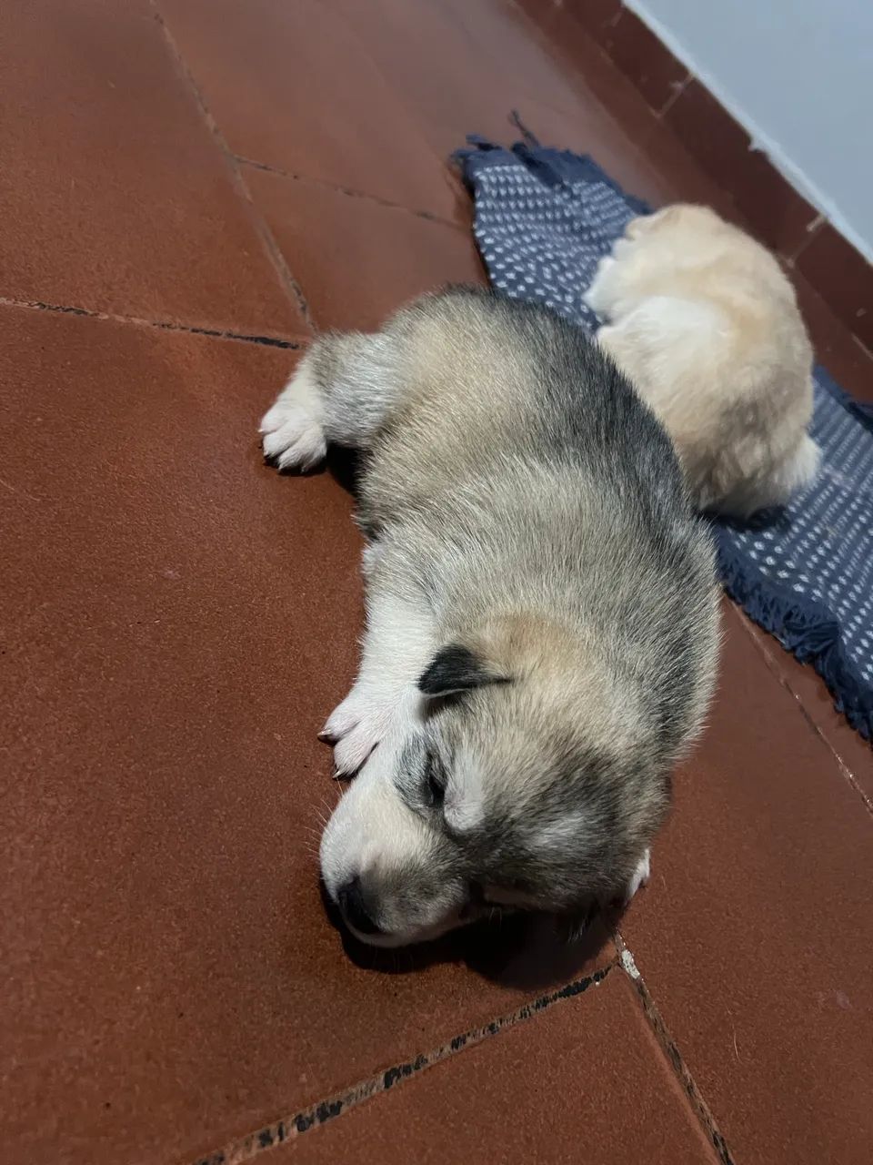 Husky siberiano - Foto 3