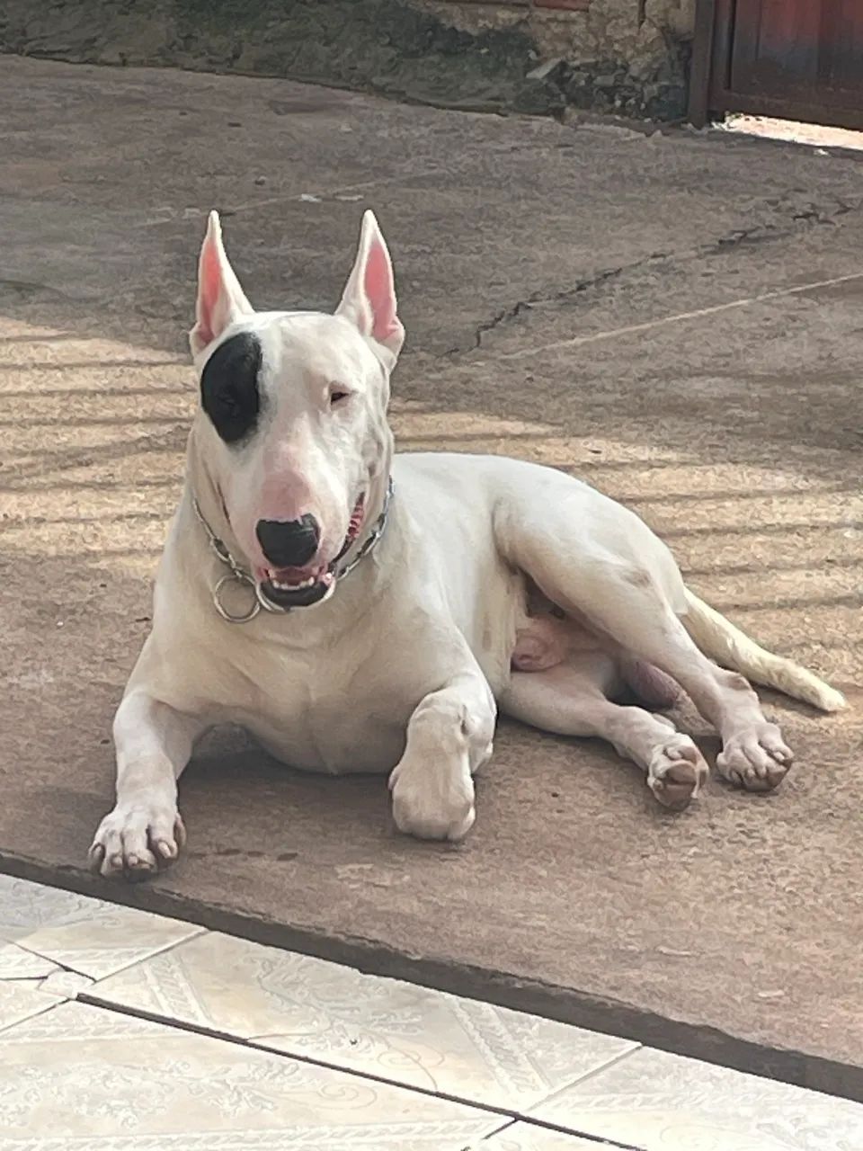 BULL TERRIER PARA COBERTURA  - Foto 2