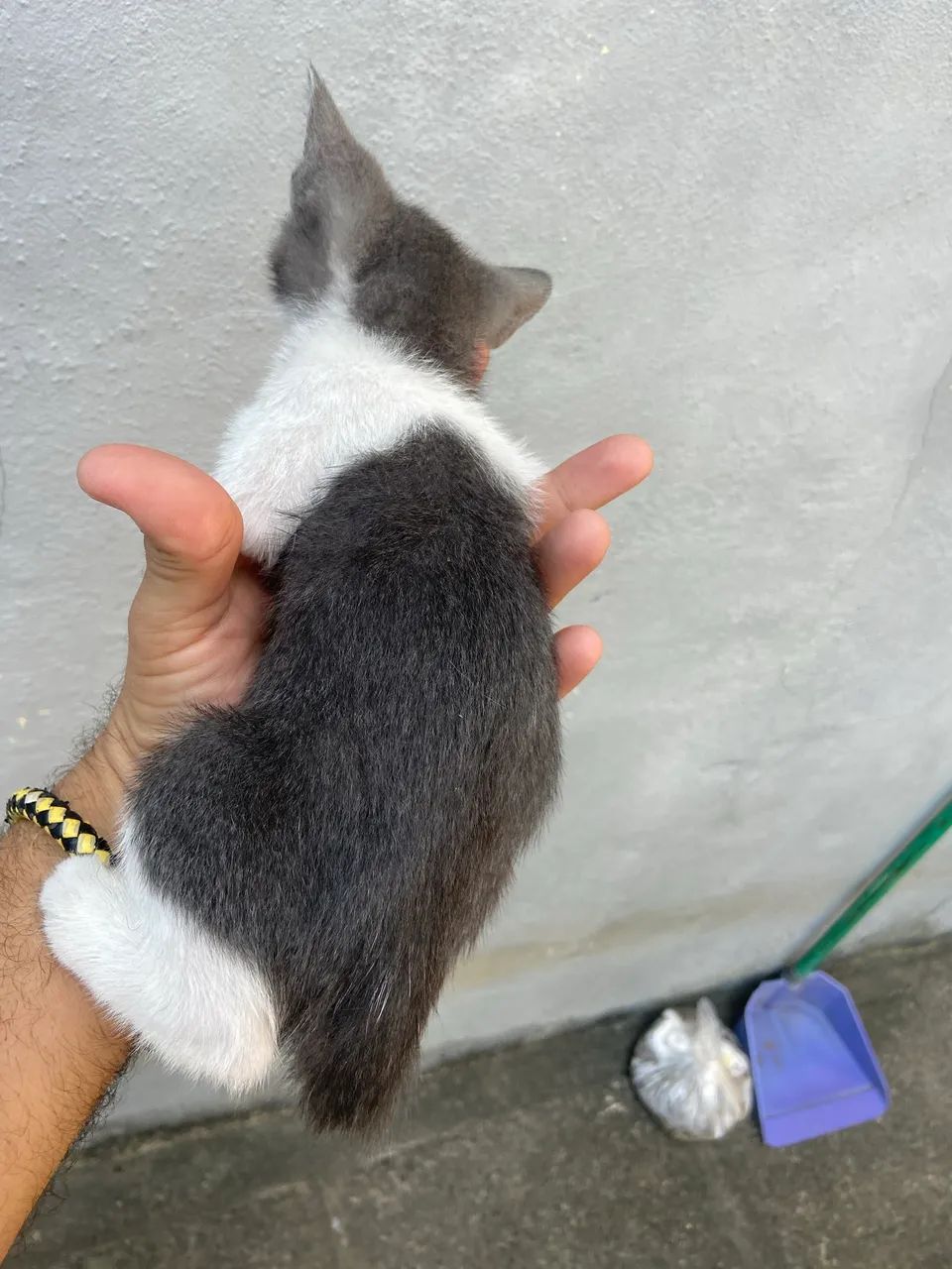 Doação gata - Foto 2