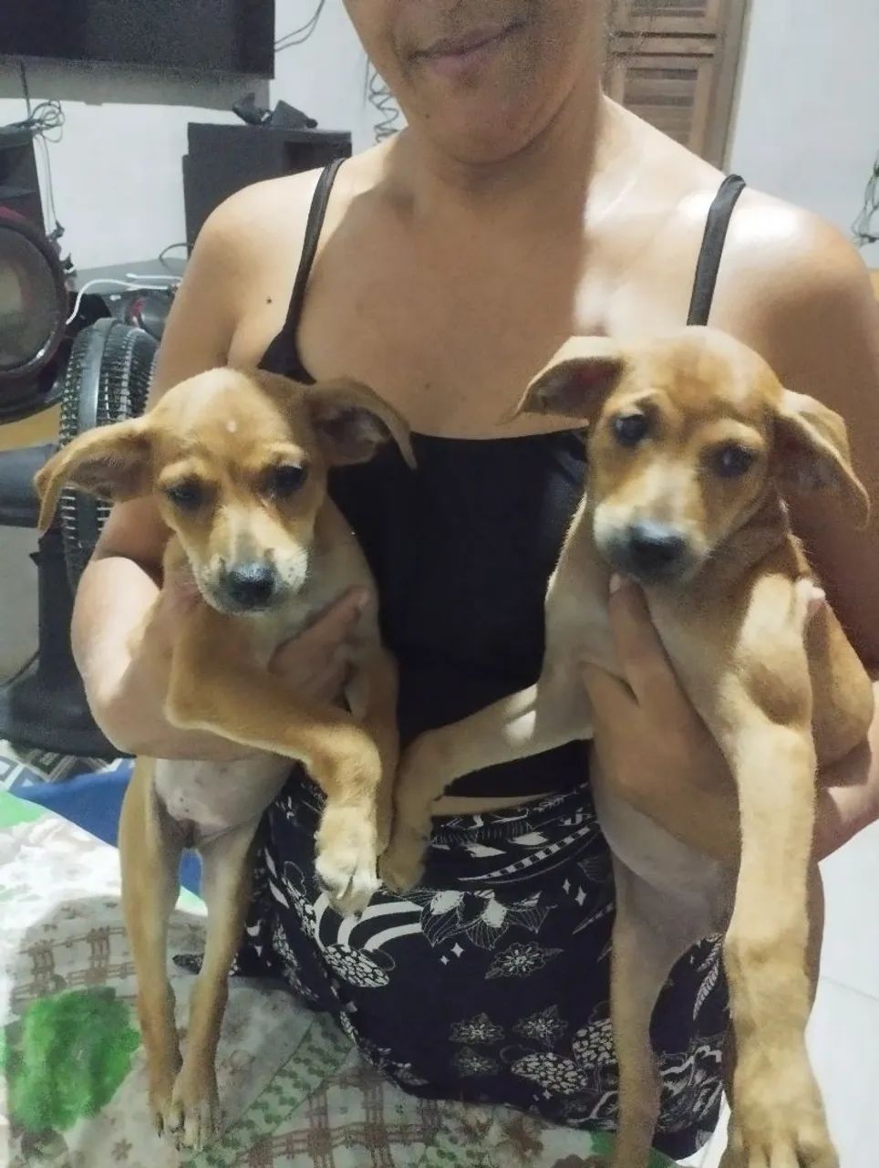 Cachorras - Foto 2