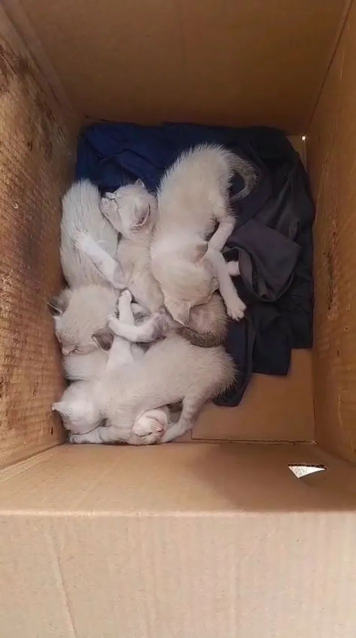 Gatos para adoção 