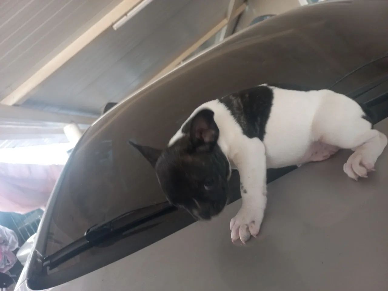 Macho bulldog francês a disponível - Foto 2