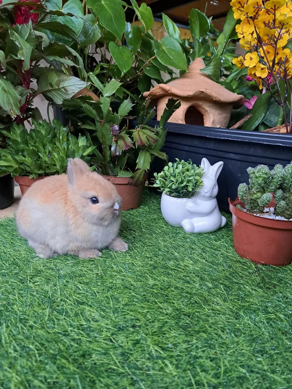 mini coelhos  - Foto 4